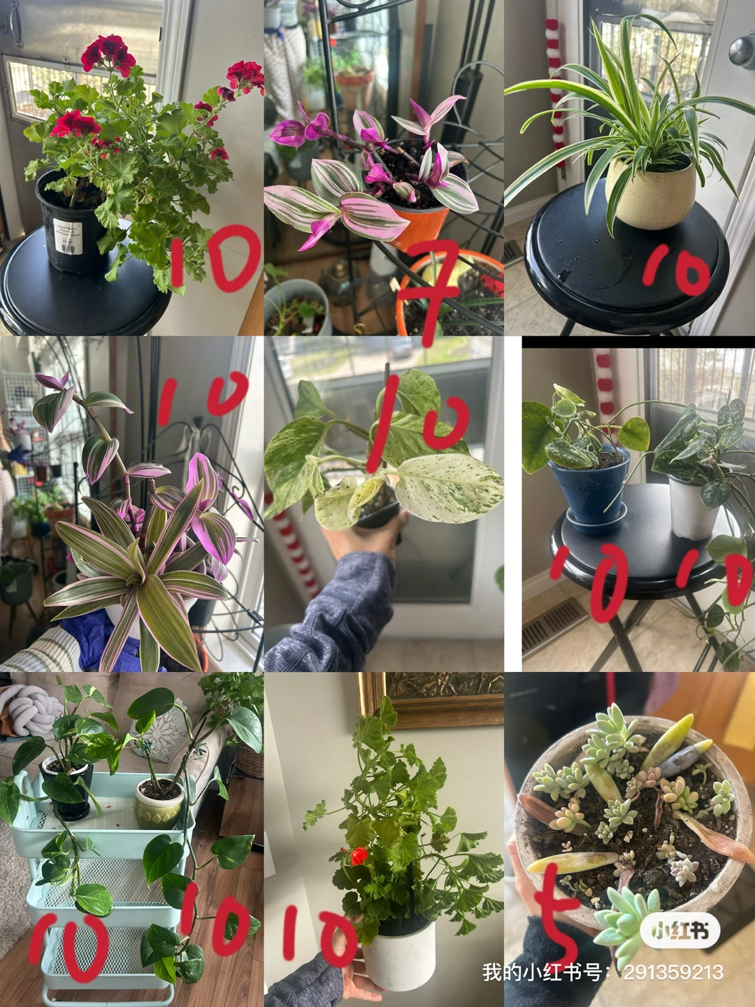 Assorted Potted Plants indoor plants - photo 2