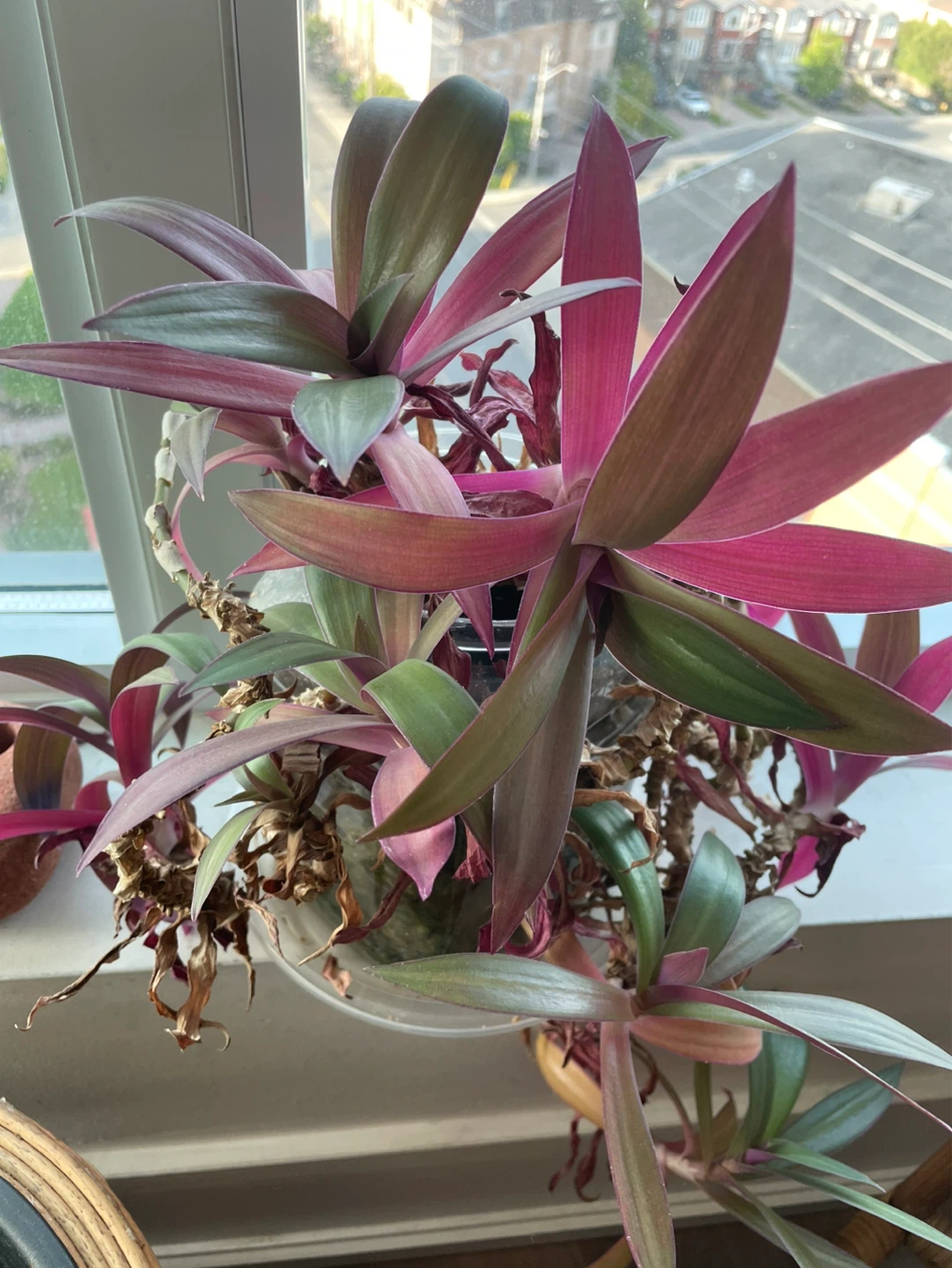 Free Plant