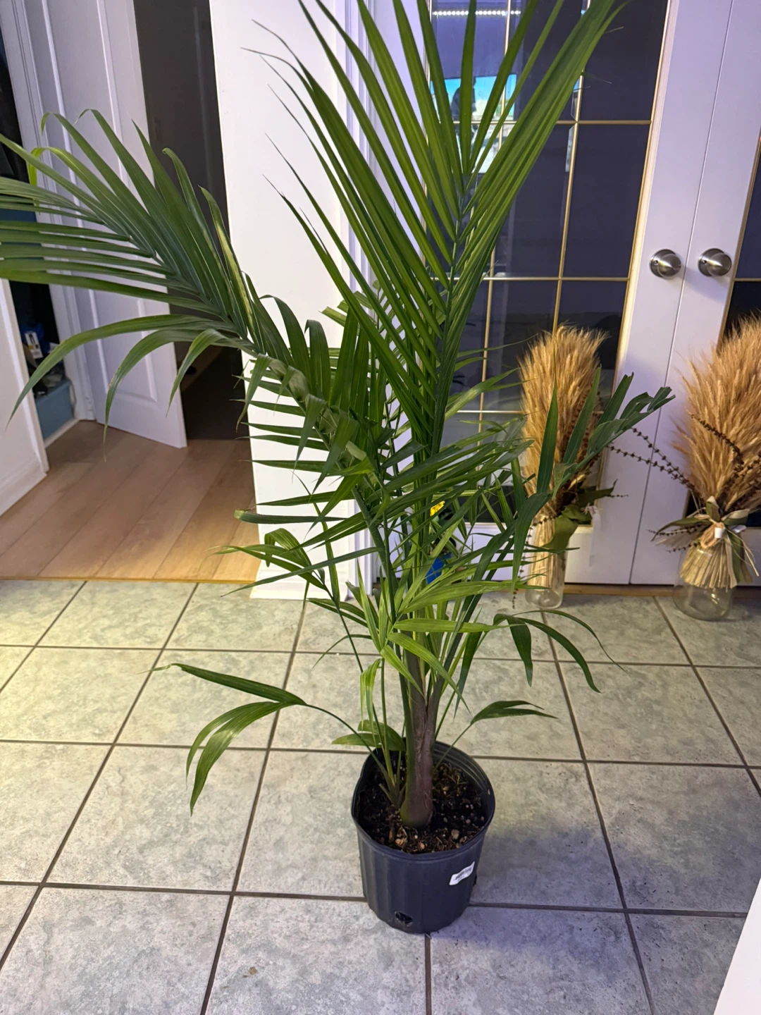 Healthy Parlor Palm Plant