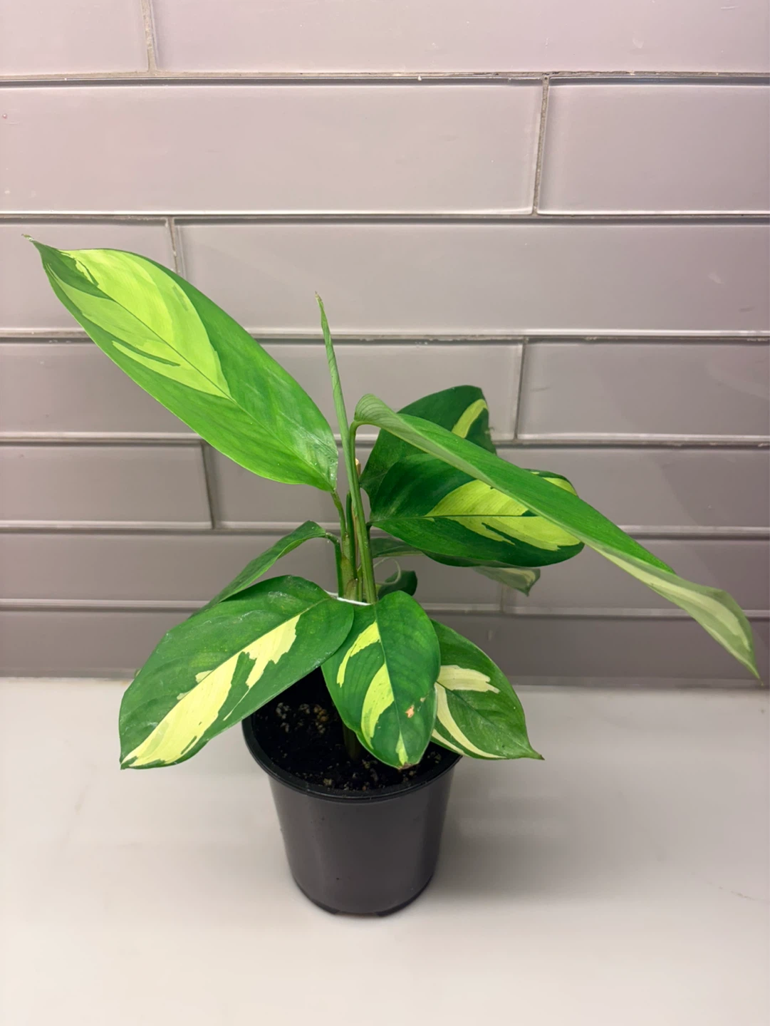 Ctenanthe Lubbersiana golden Mosaic -3.5” pot