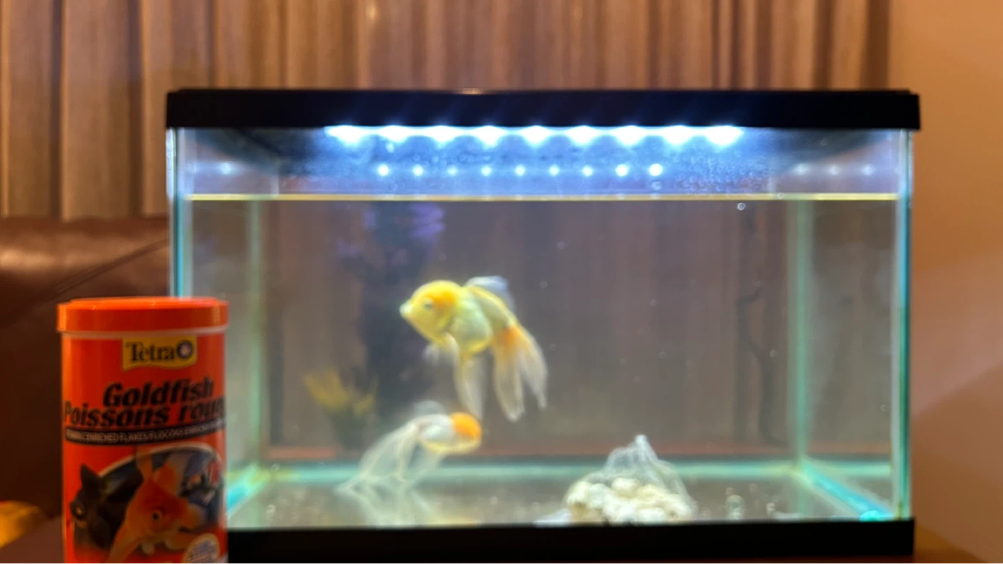 10 gallon fish tank - photo 2