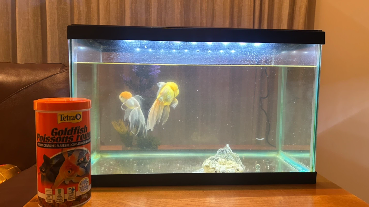 10 gallon fish tank