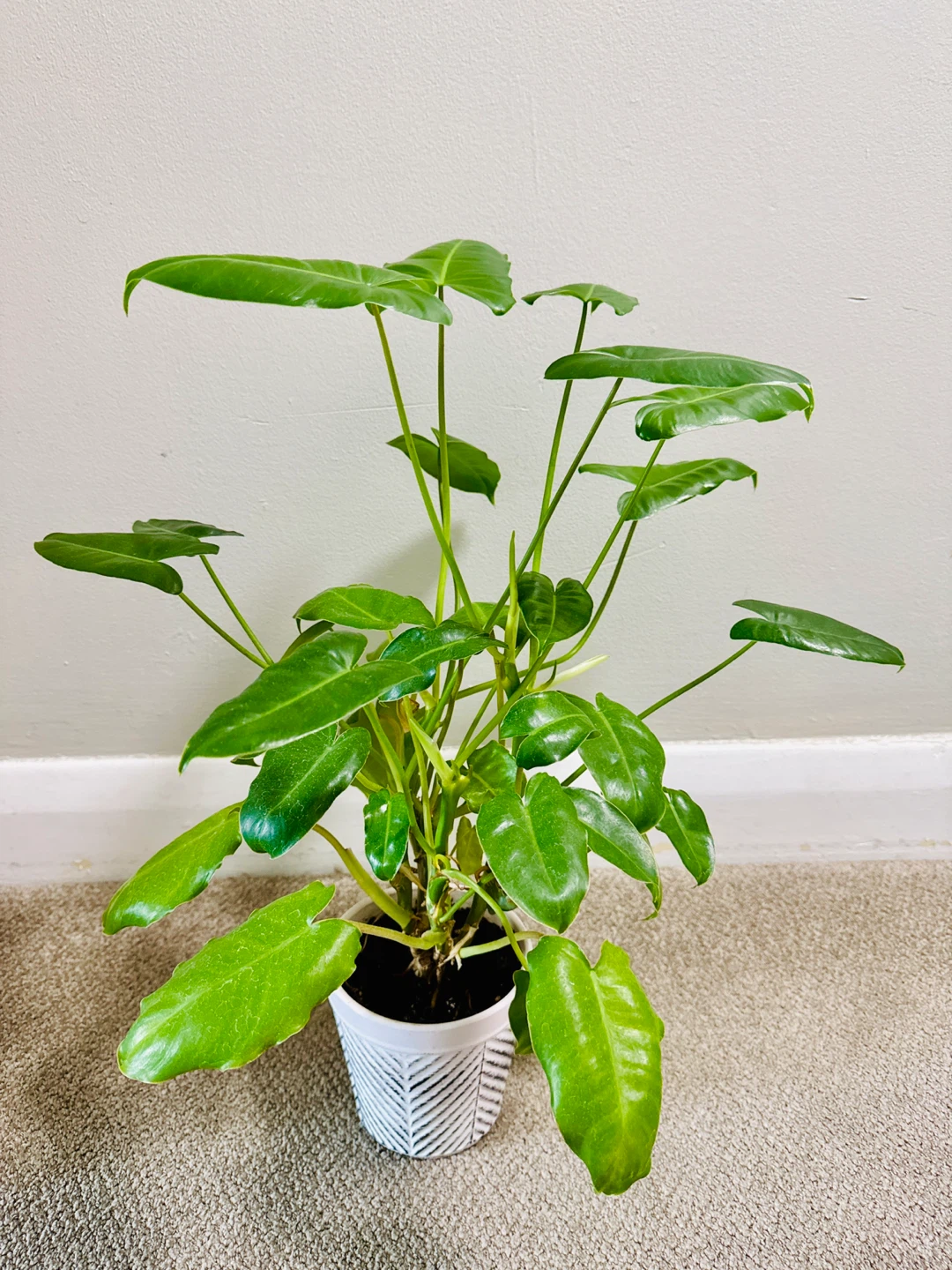 Philodendron Burle Marx Plant – Live Indoor Tropical Plant