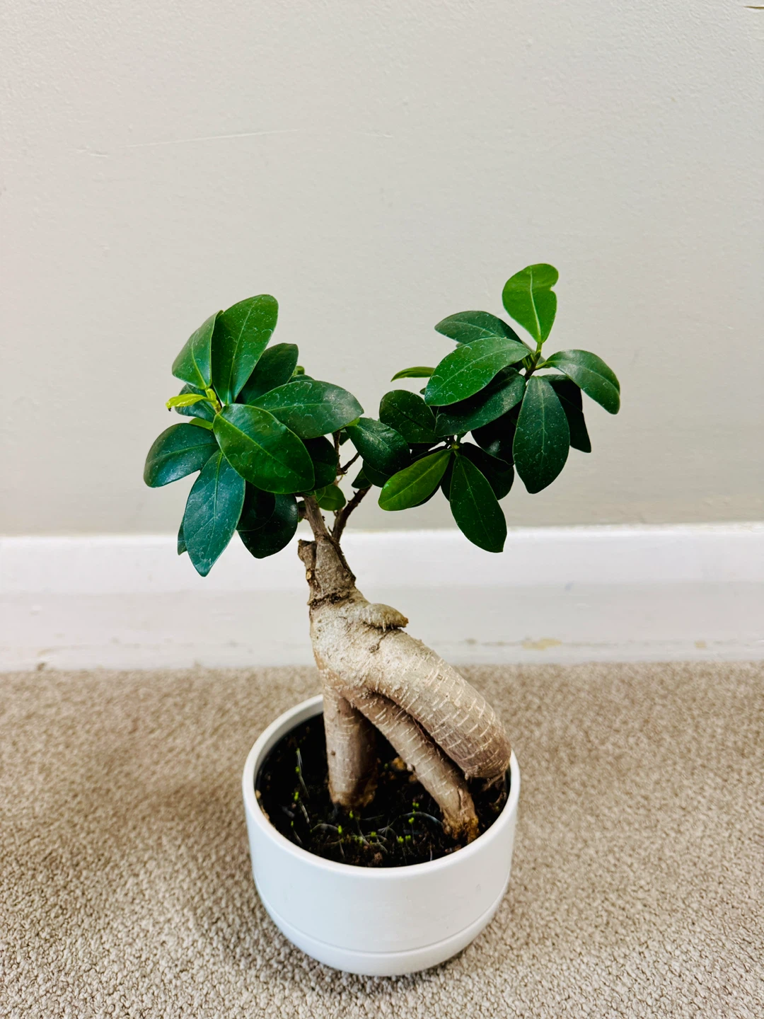 Ginseng Ficus Bonsai Tree – Indoor Bonsai Plant