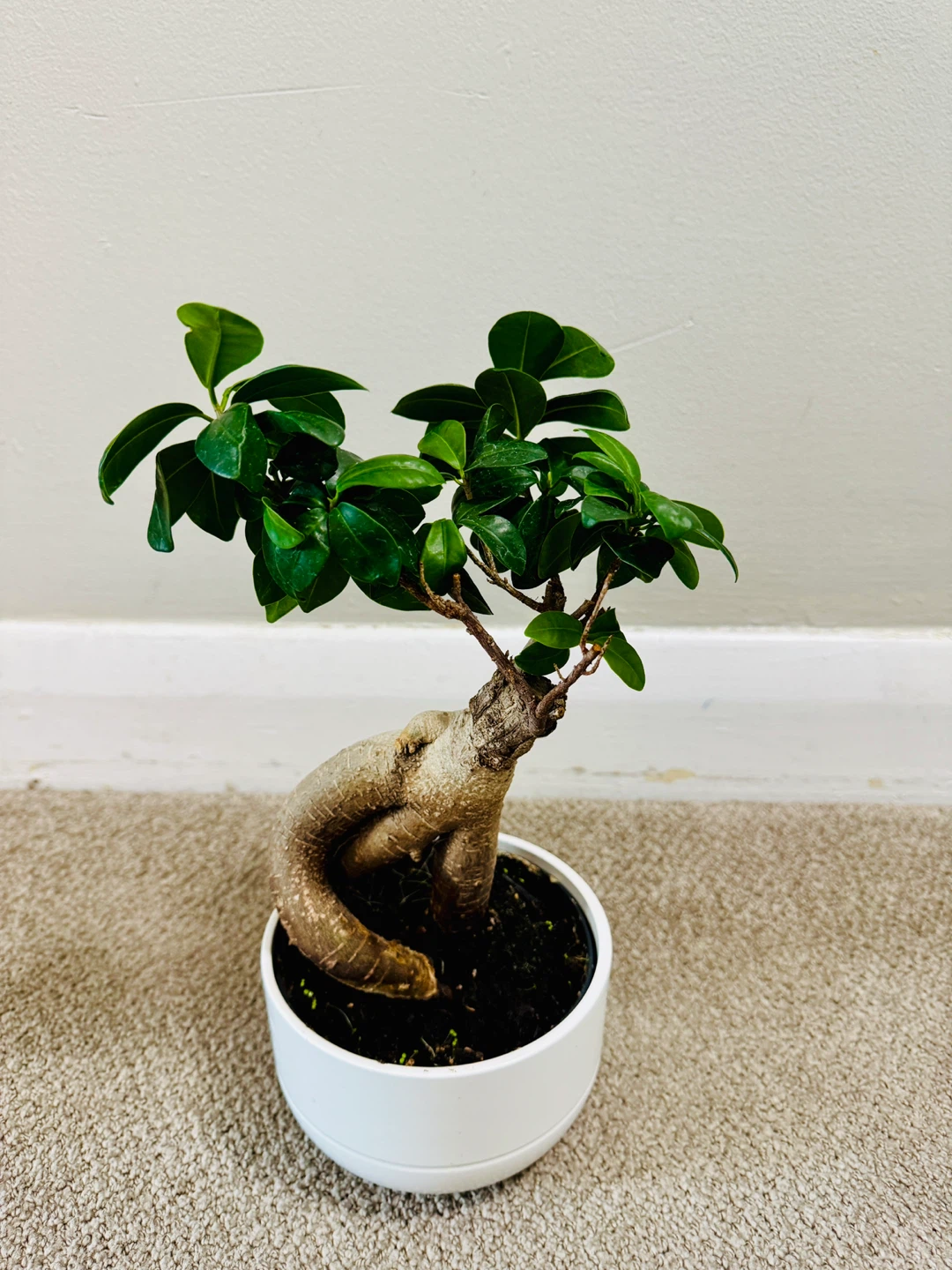 Ginseng Ficus Bonsai Tree – Indoor Bonsai Plant - photo 2