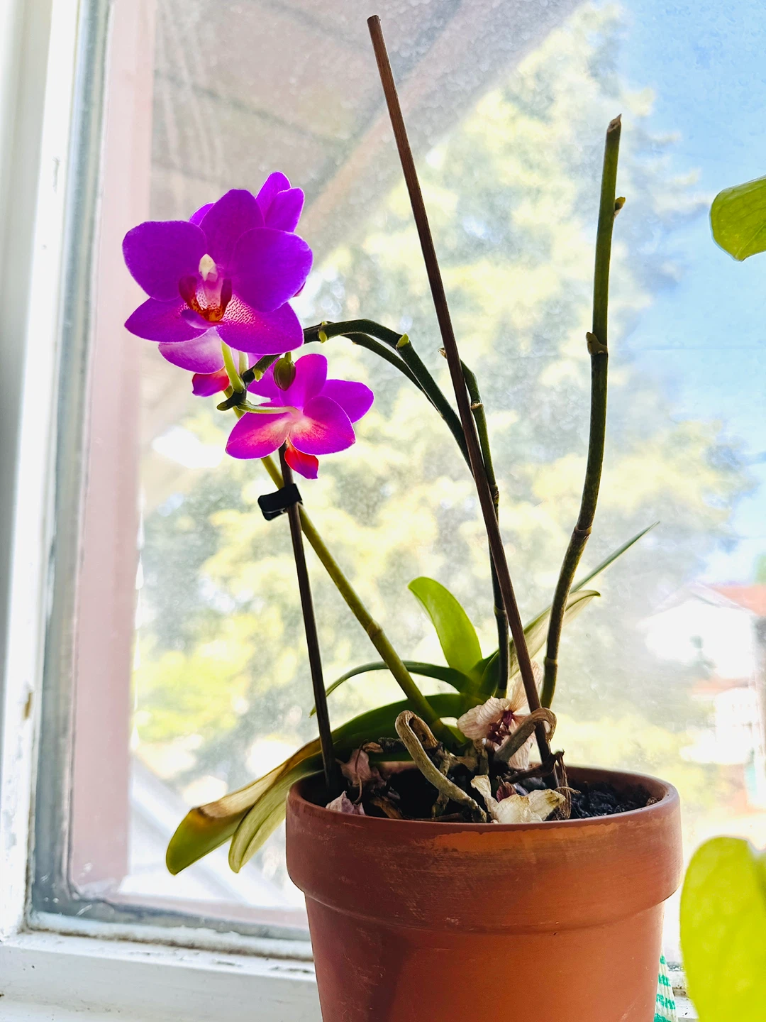 Mini Purple Phalaenopsis Orchid Plant - photo 2