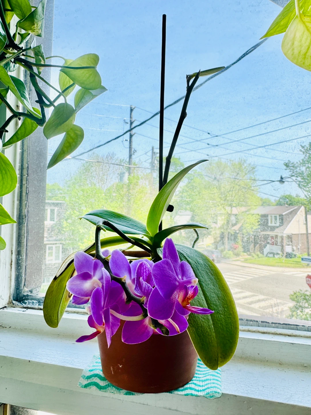 Mini Purple Phalaenopsis Orchid Plant