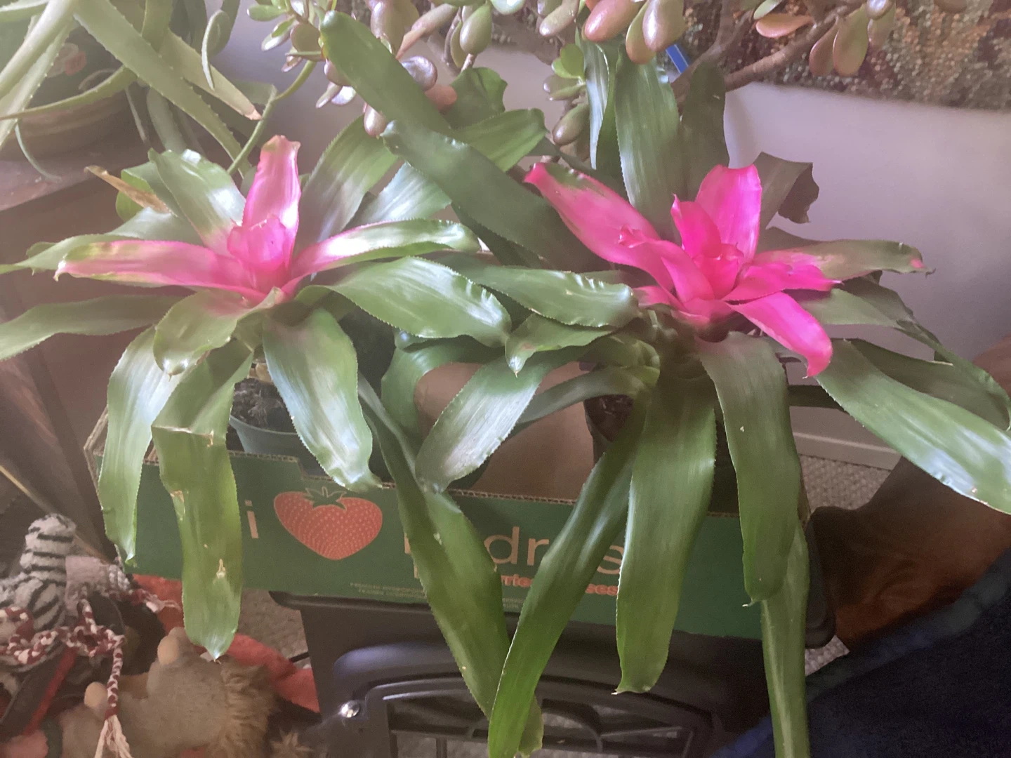 Spider Plants, Bromeliads & More - photo 5