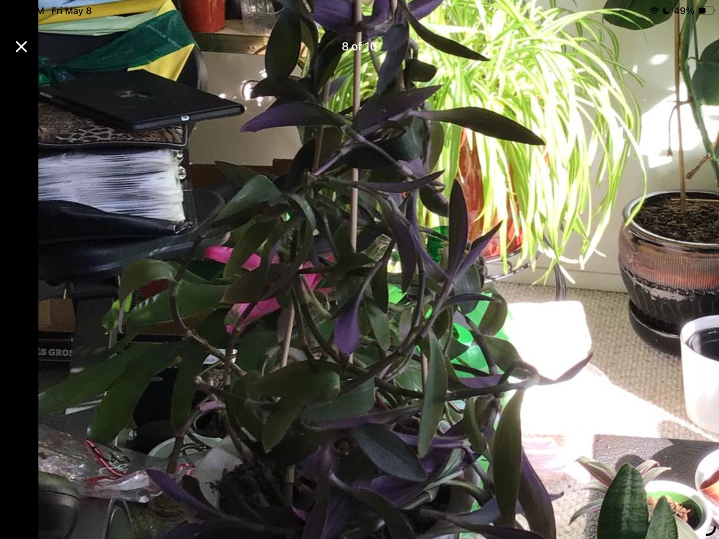 Spider Plants, Bromeliads & More - photo 4