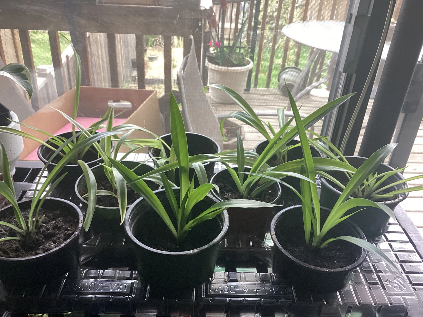 Spider Plants, Bromeliads & More