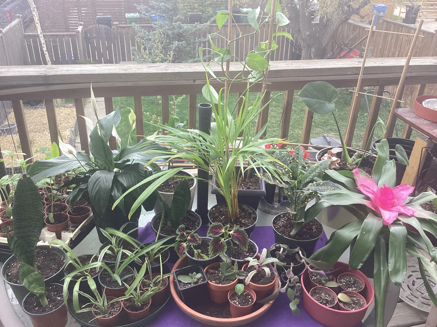 Spider Plants, Bromeliads & More - photo 3