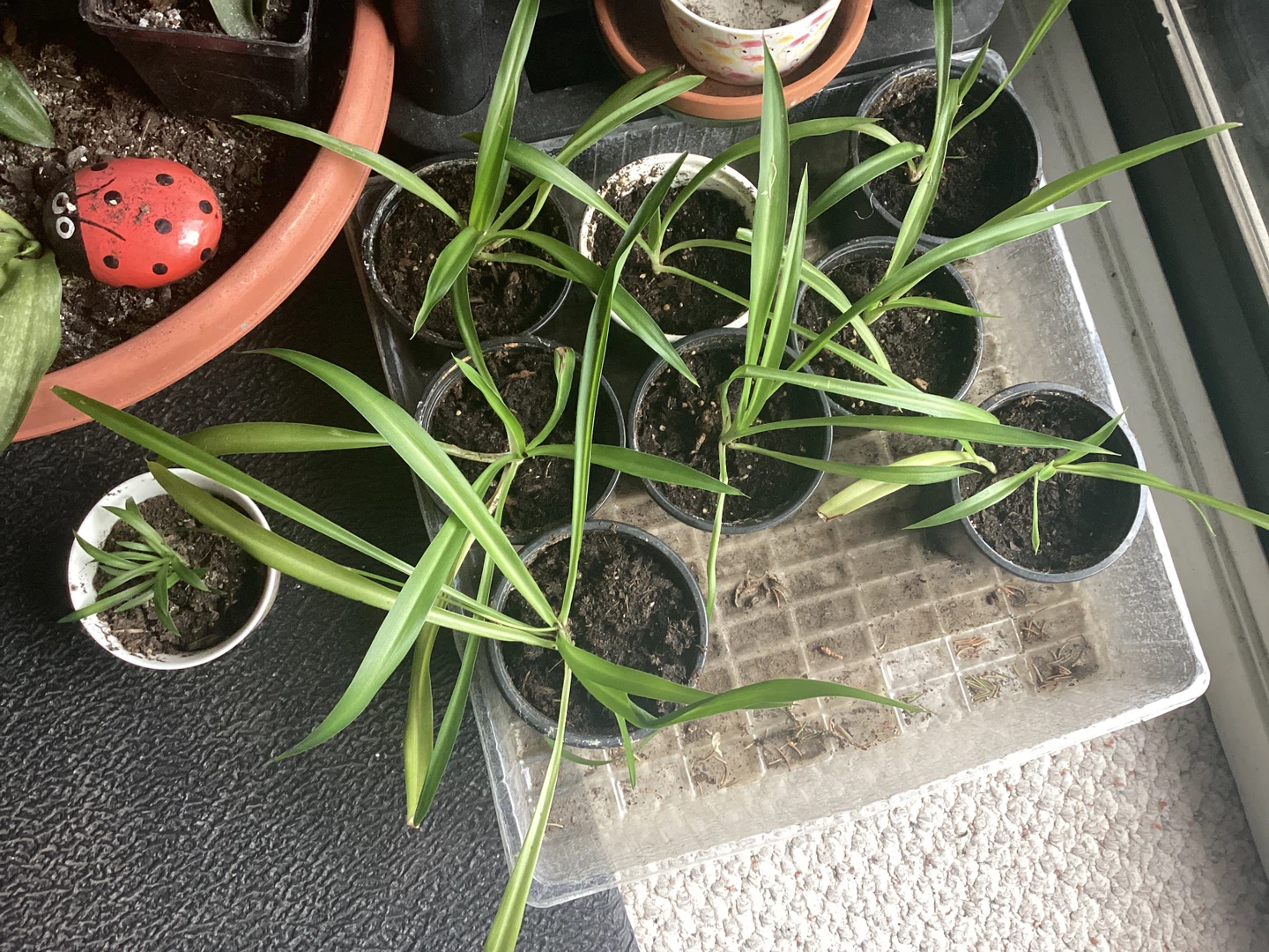 Spider Plants, Bromeliads & More - photo 2