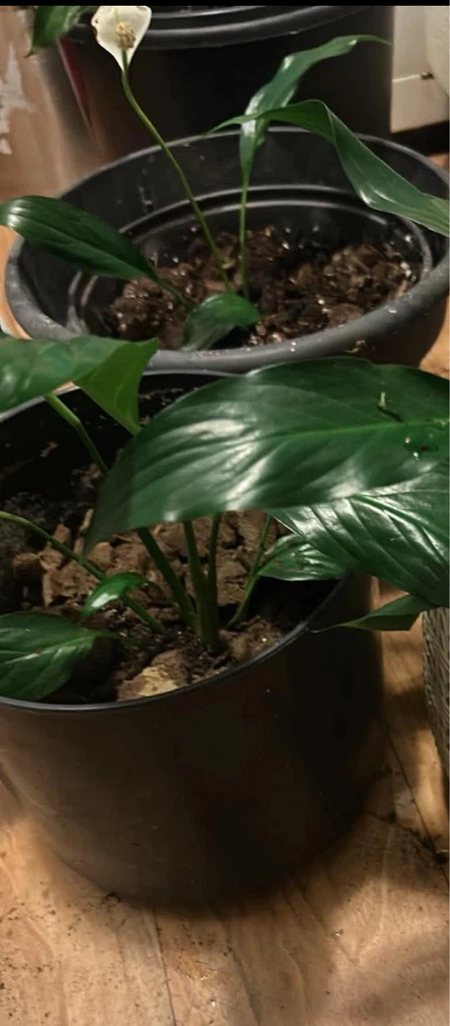 Peace Lily Plant