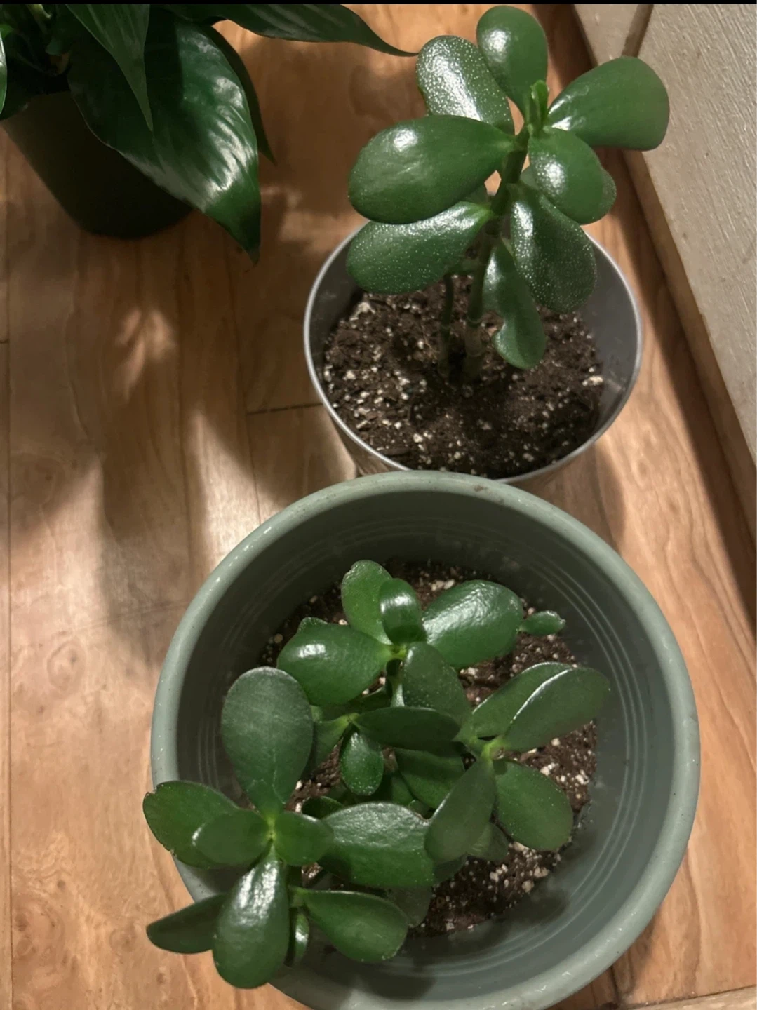 Jade Plants in Pots $5 each,  $8 for two pots