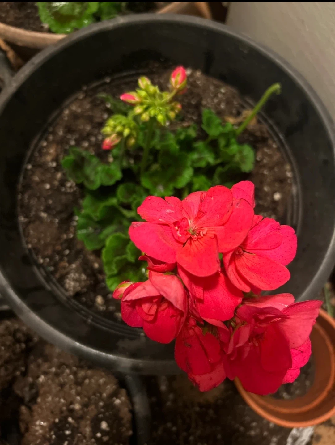 Bright Pink Geranium Plant