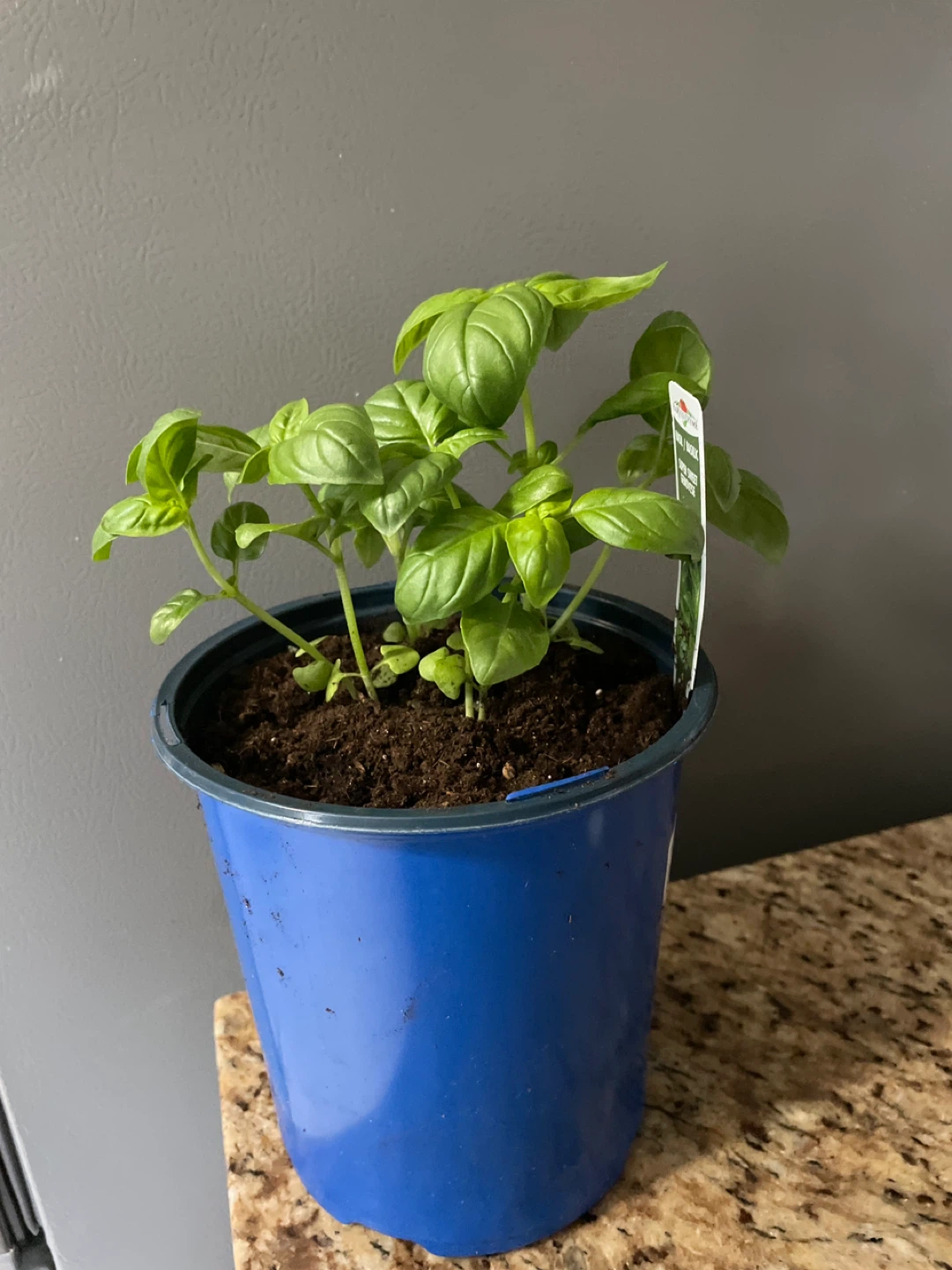 Potted Basil Plant