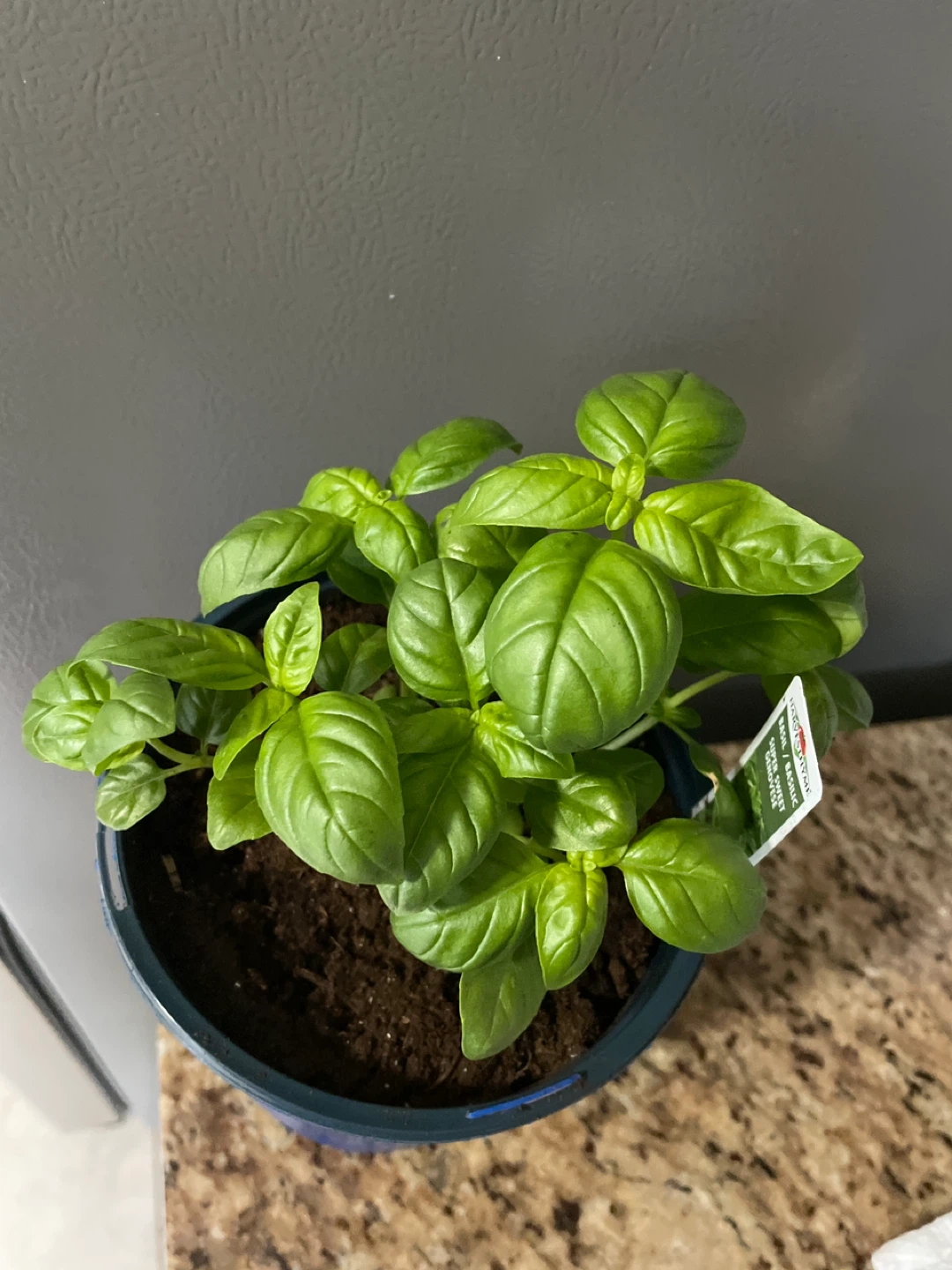 Potted Basil Plant - photo 2