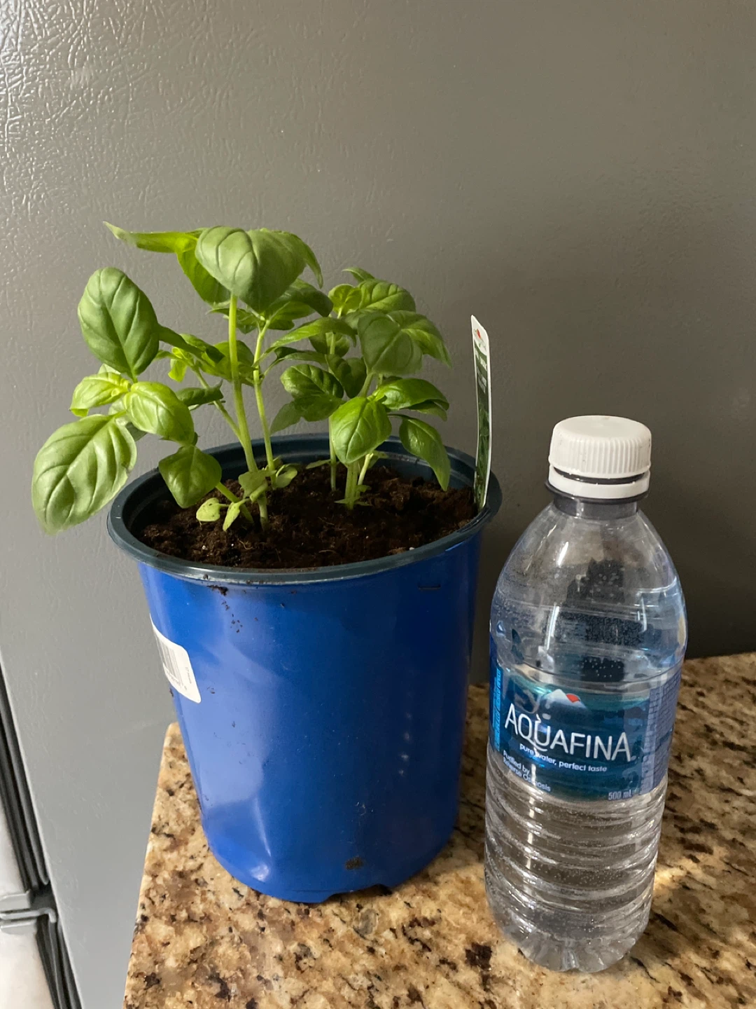 Potted Basil Plant - photo 3