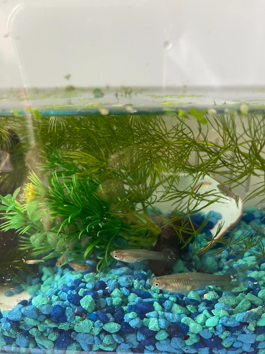 Aquarium Decoration Set - photo 2