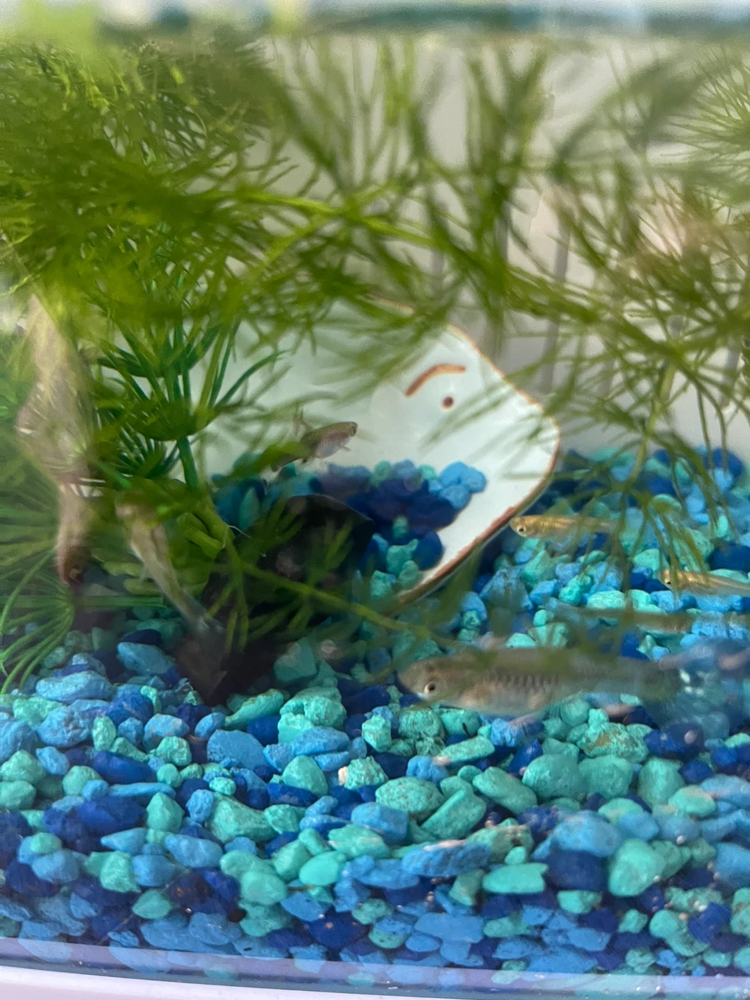 Aquarium Decoration Set