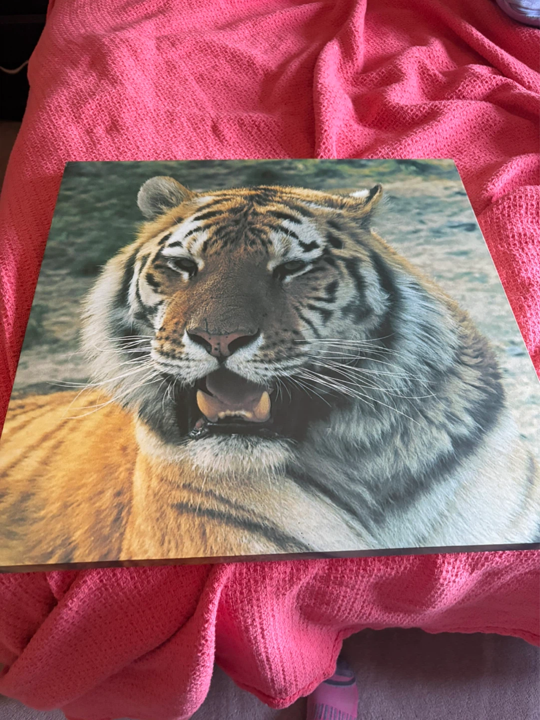 Tiger Face Wall Art