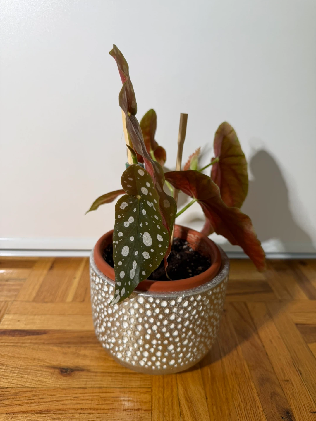 Begonia Maculata in a Cute Silver Pot - photo 3