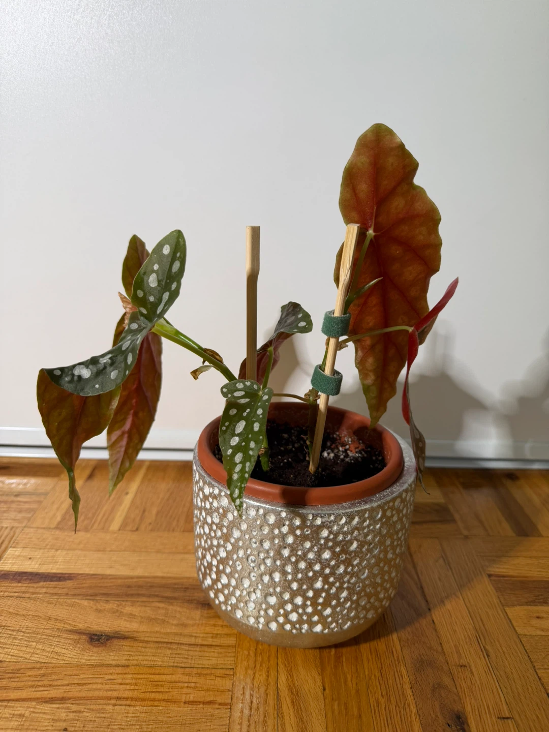 Begonia Maculata in a Cute Silver Pot - photo 2