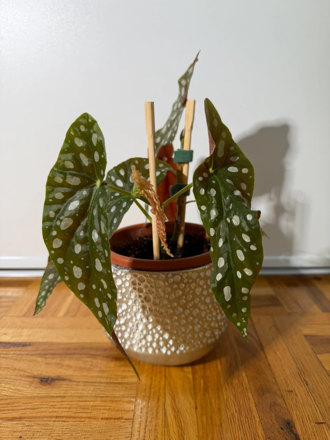 Begonia Maculata in a Cute Silver Pot