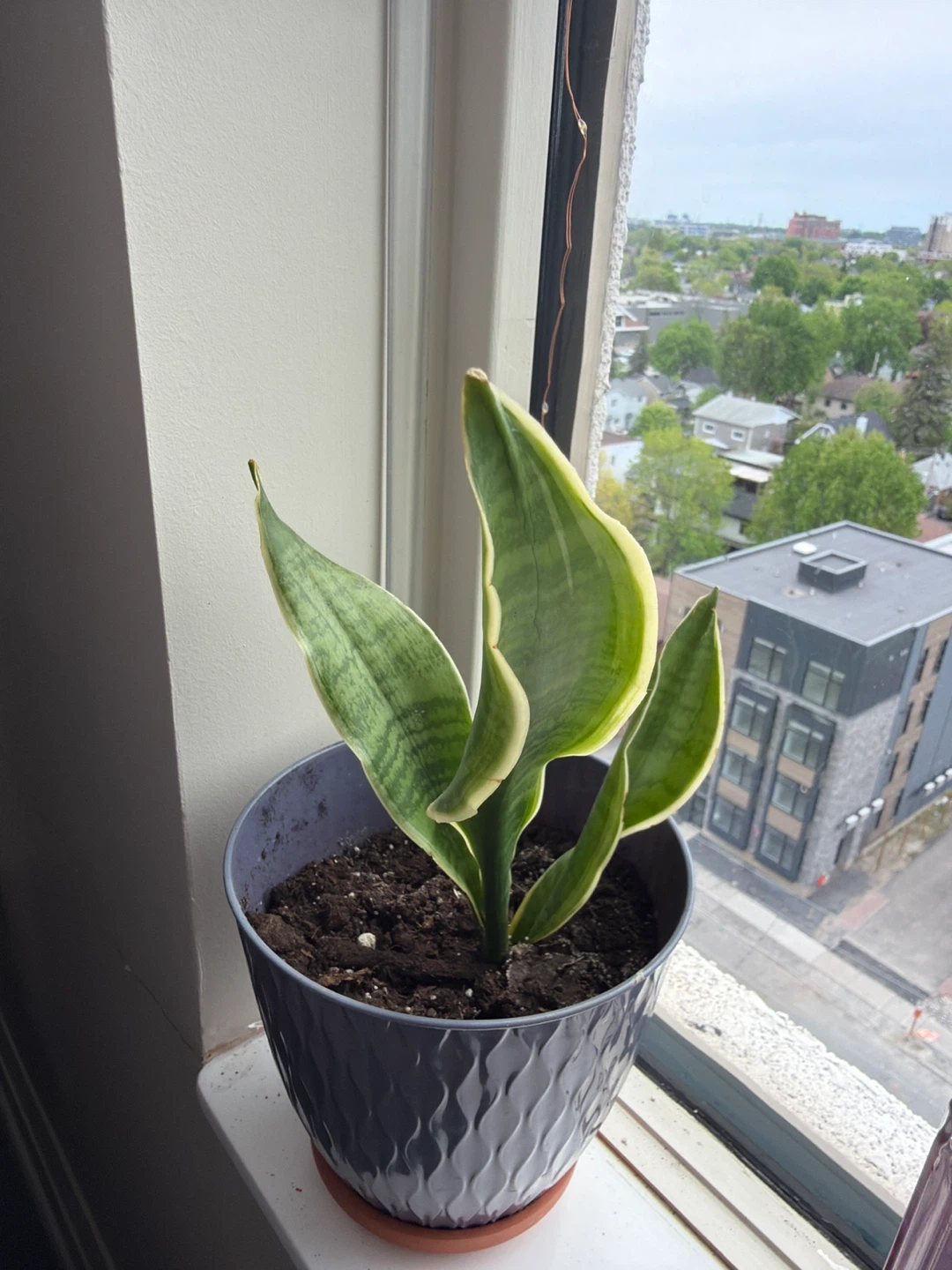 Snake Plant in Grey Pot