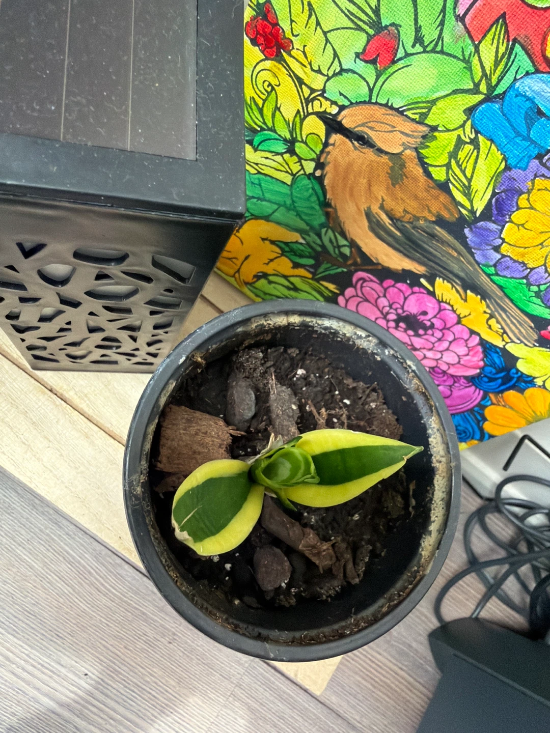 Snake Plant 'Laurentii' in Pot
