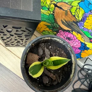 Snake Plant 'Laurentii' in Pot
