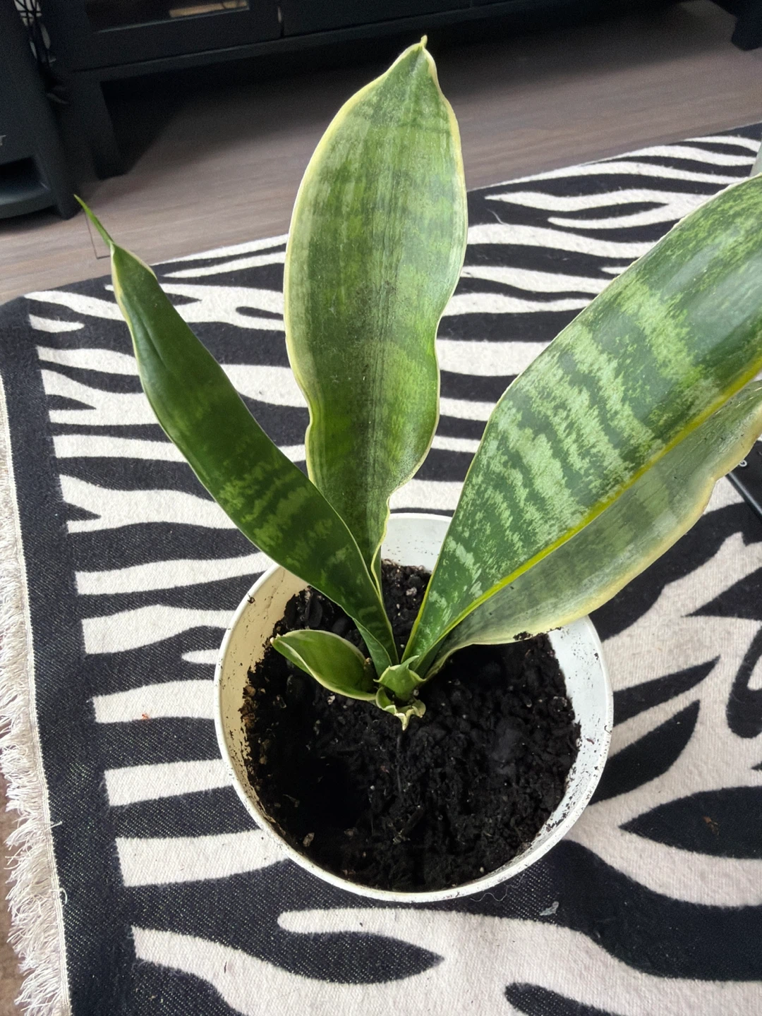 Snake Plant in White Pot