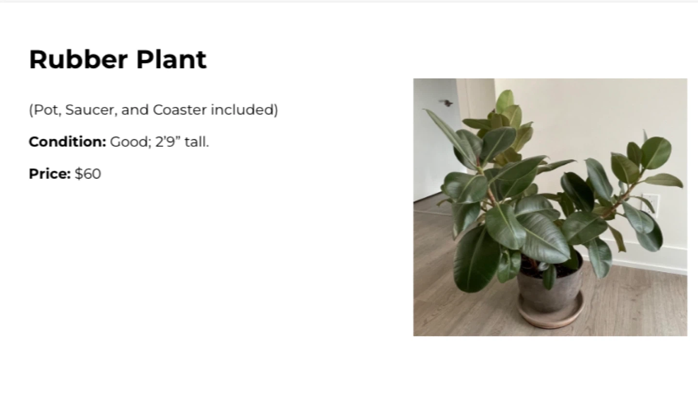 Rubber Plant - 2'9" Tall - photo 2