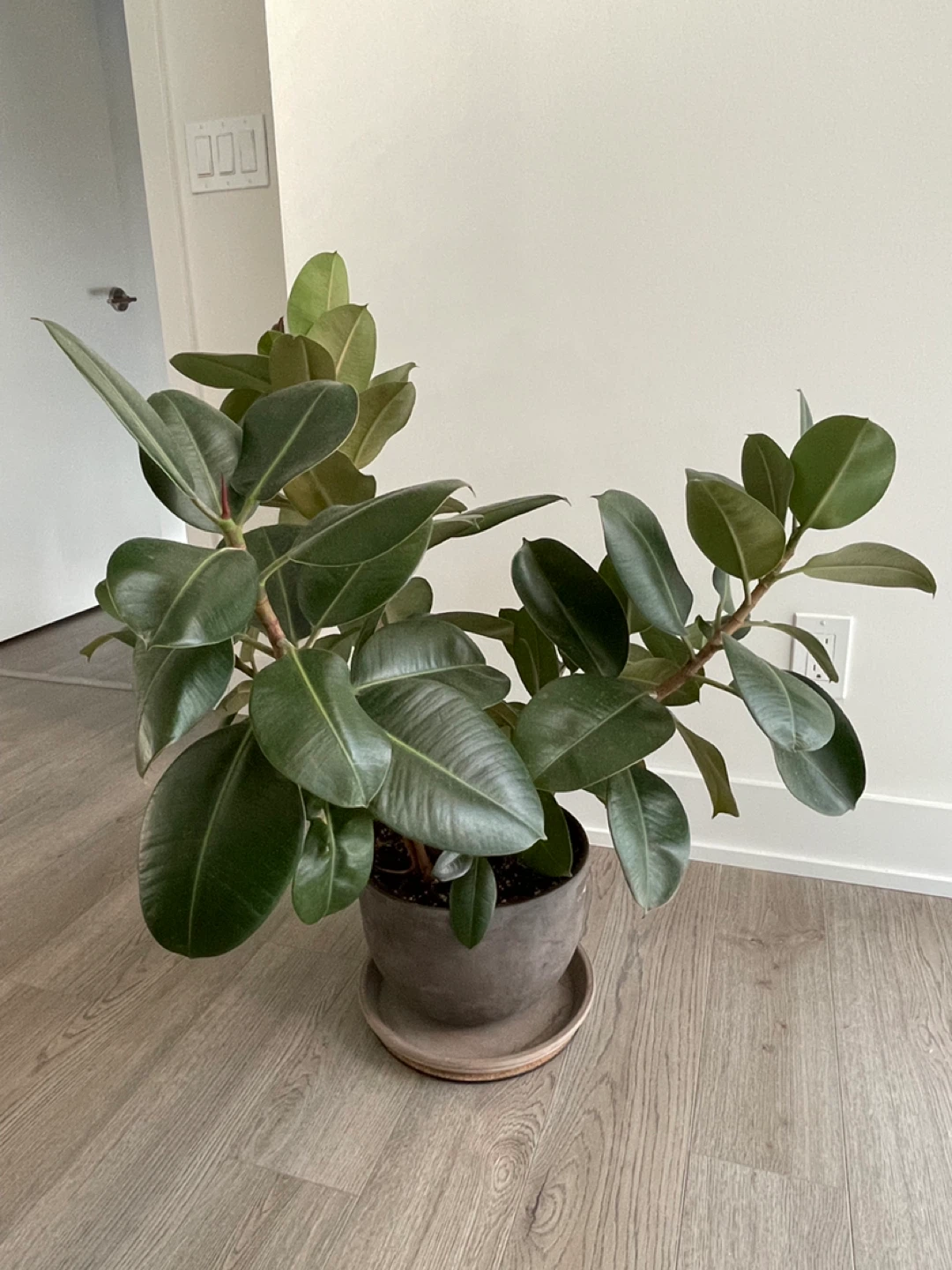 Rubber Plant - 2'9" Tall