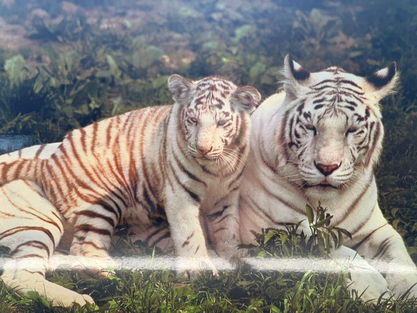 Canvas Print - White Tiger Mother and Cub