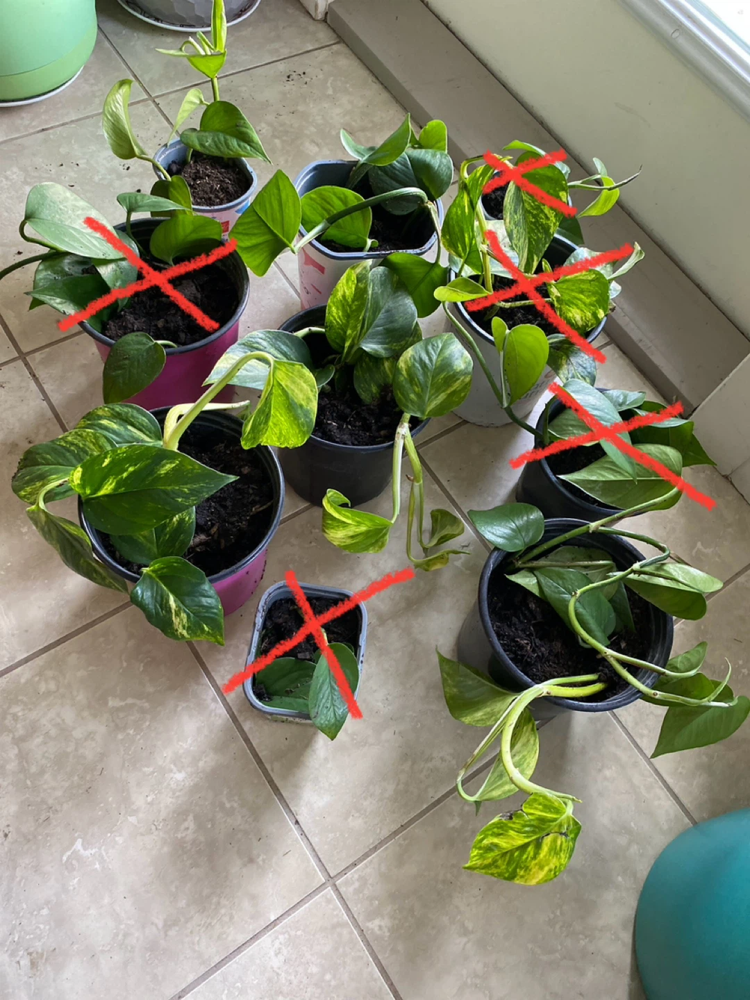 Pathos plant - photo 2