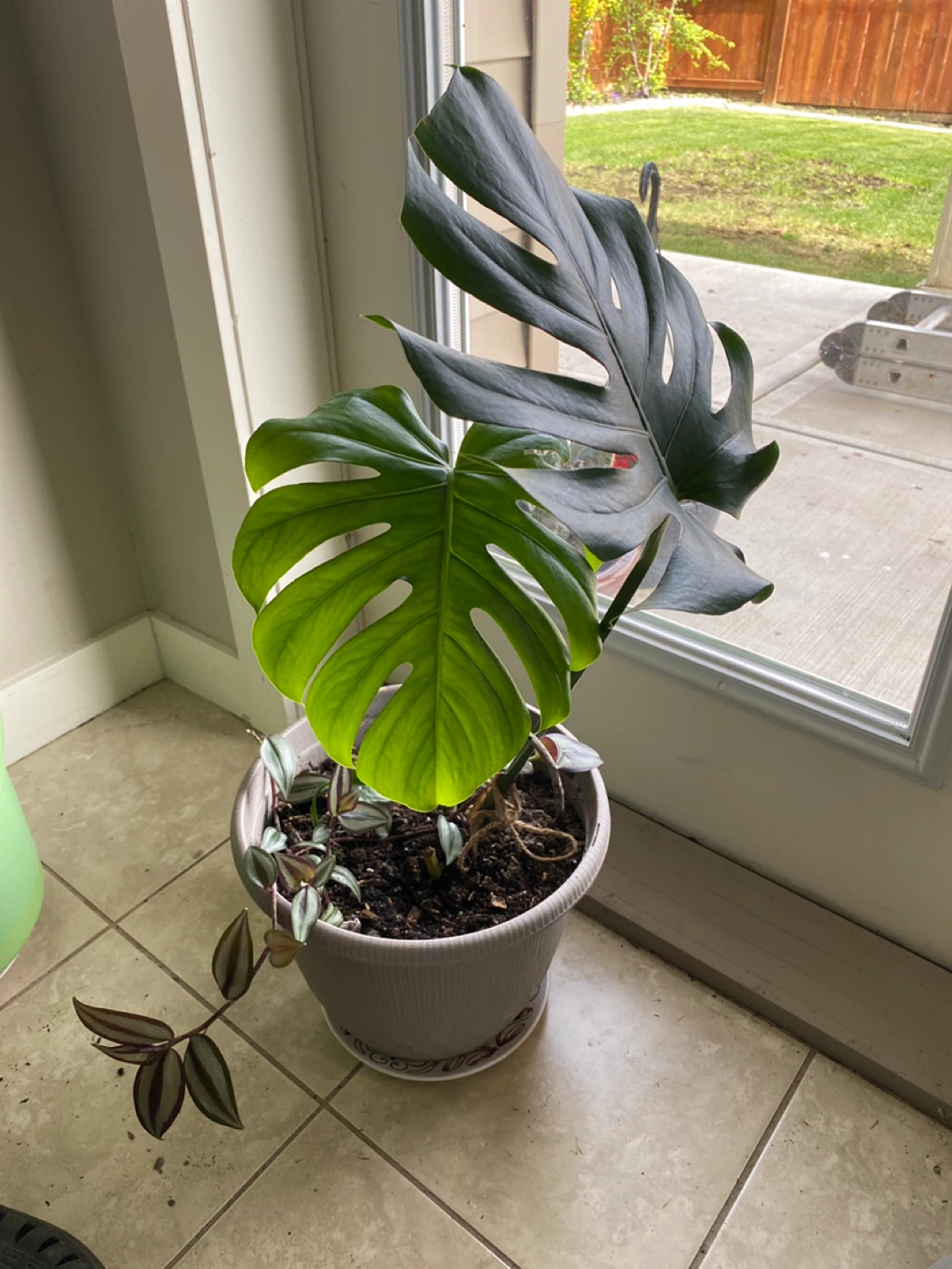 Monsterra plant and others
