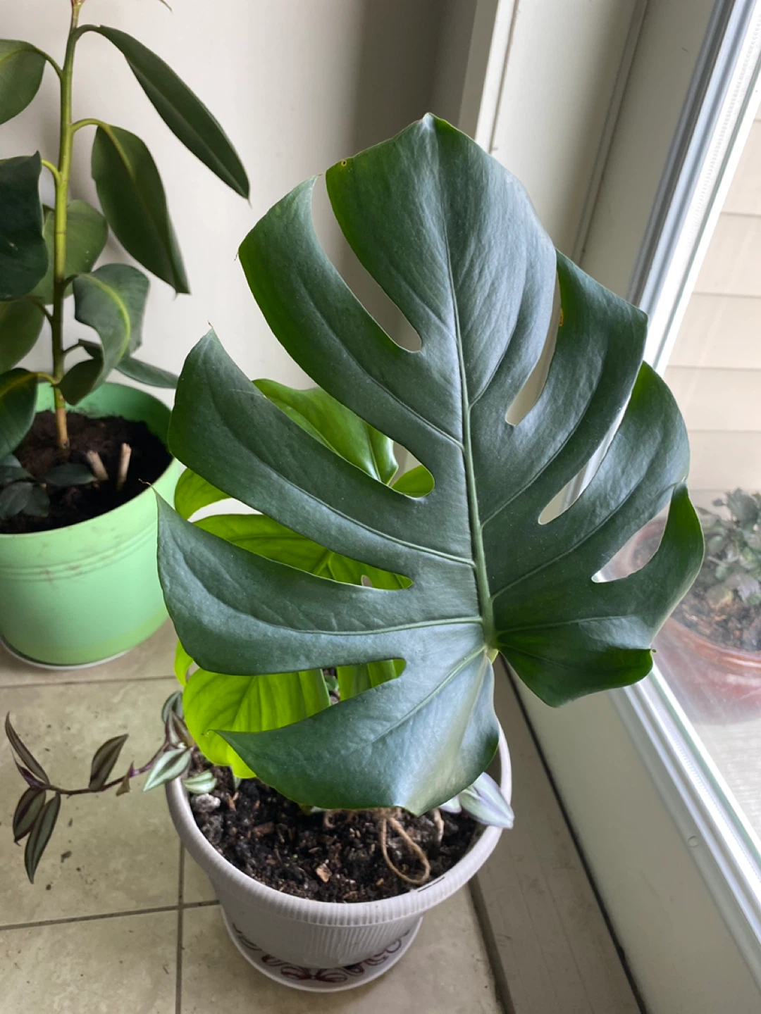 Monsterra plant and others - photo 2