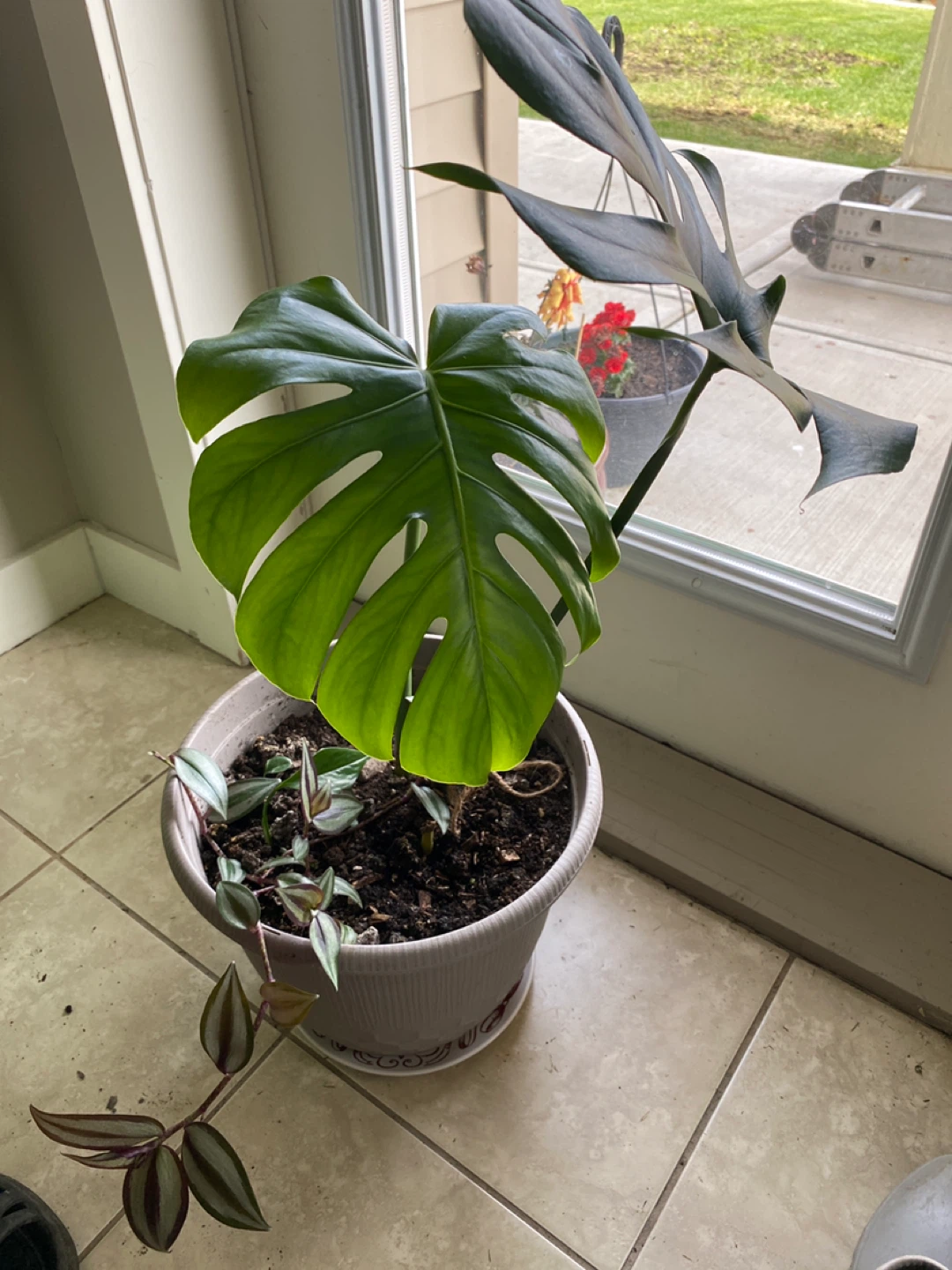 Monsterra plant and others - photo 4