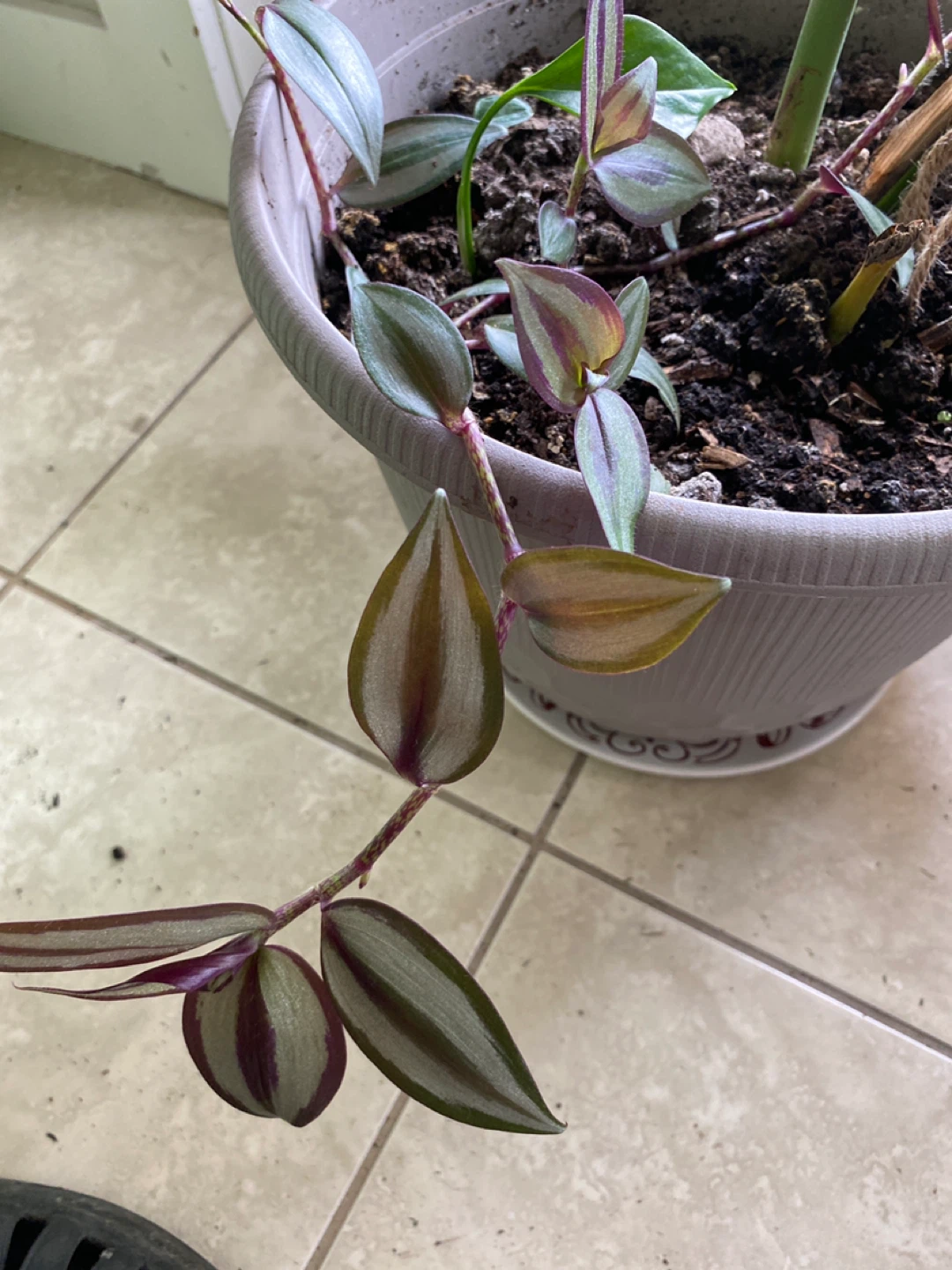 Monsterra plant and others - photo 3