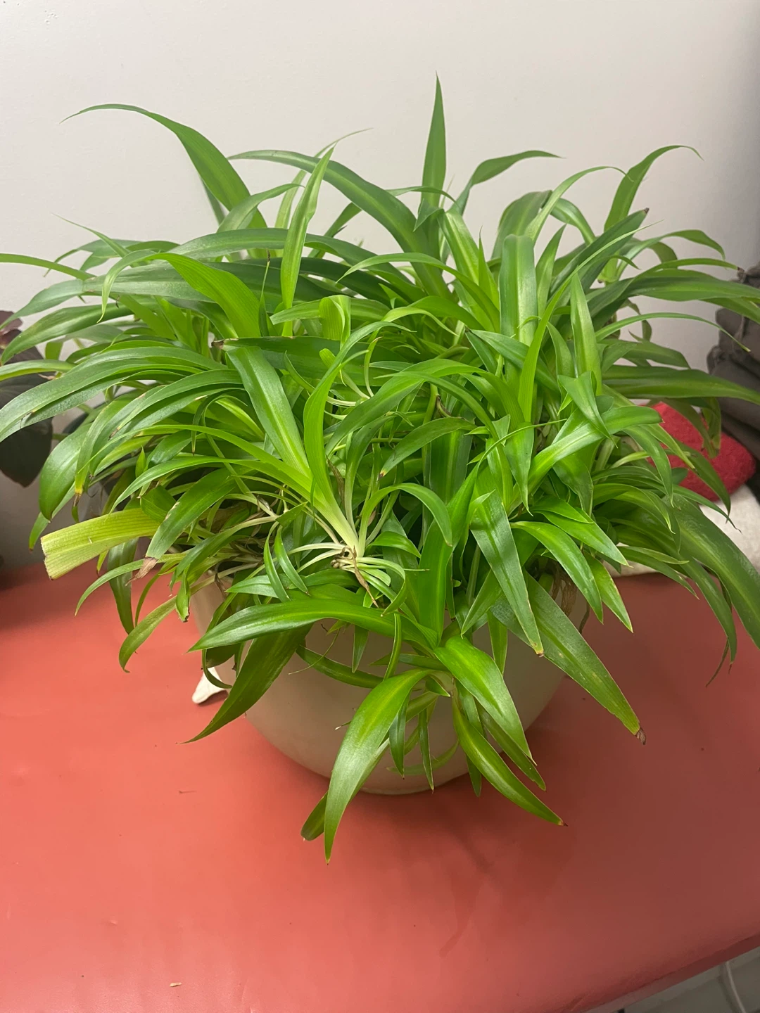 Spider Plant in Pot - photo 2