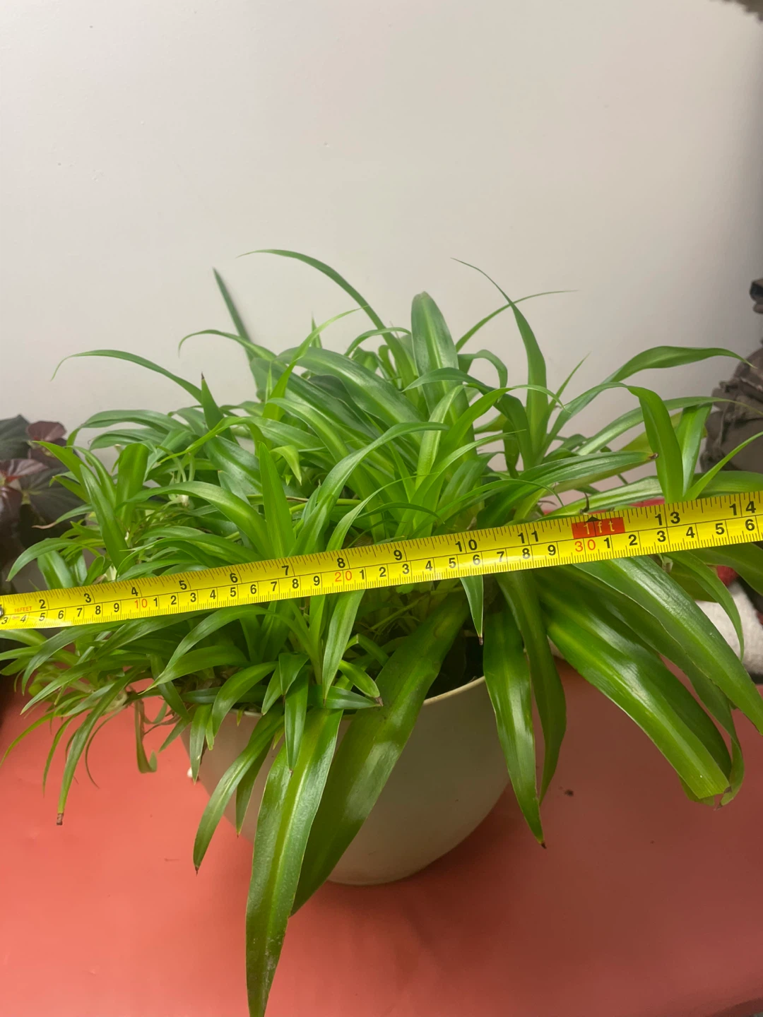 Spider Plant in Pot - photo 4
