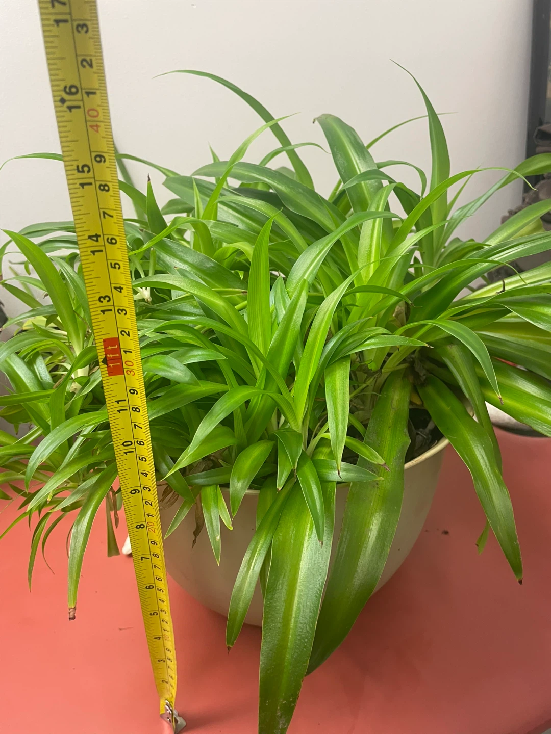 Spider Plant in Pot - photo 3