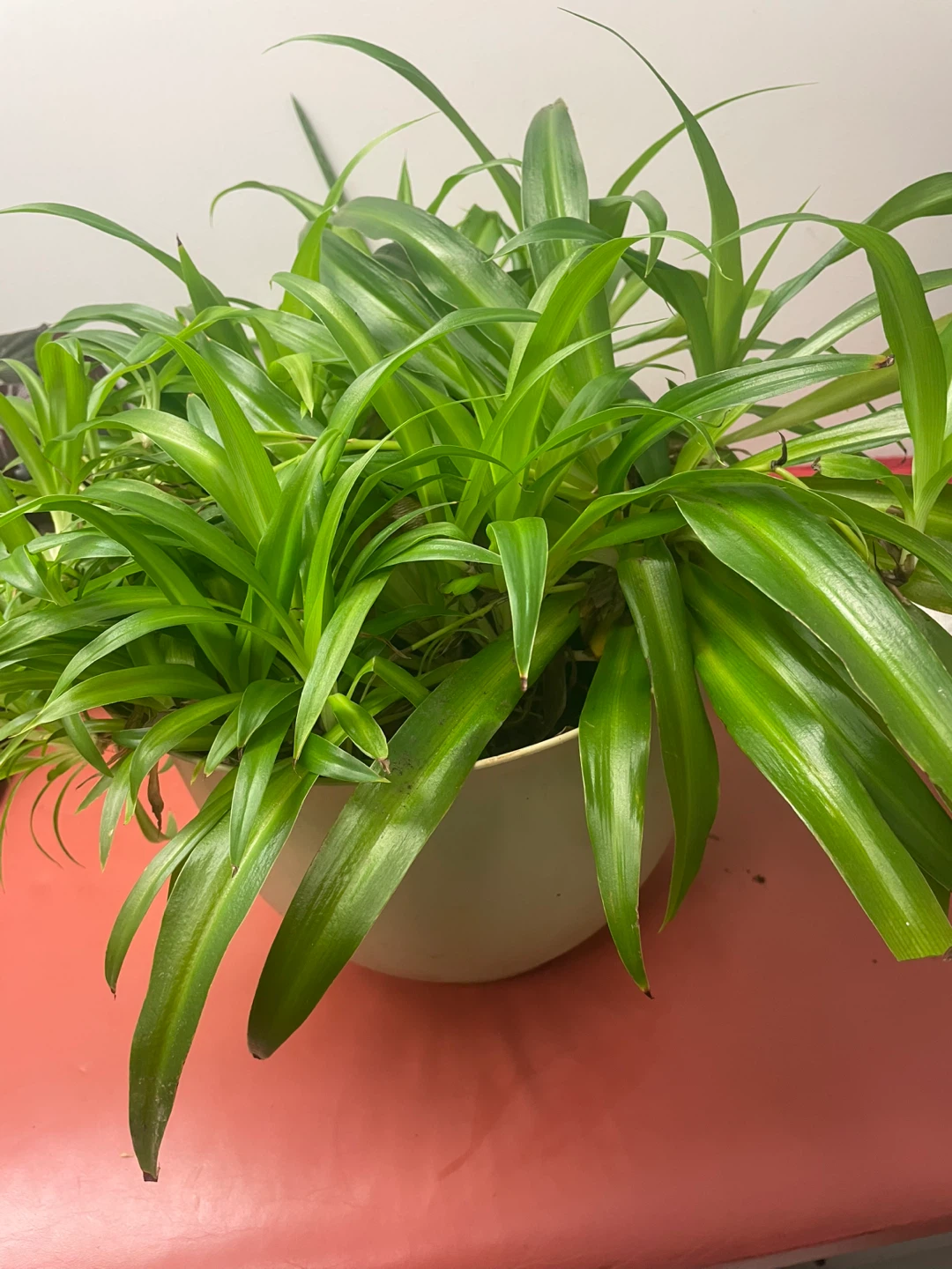 Spider Plant in Pot