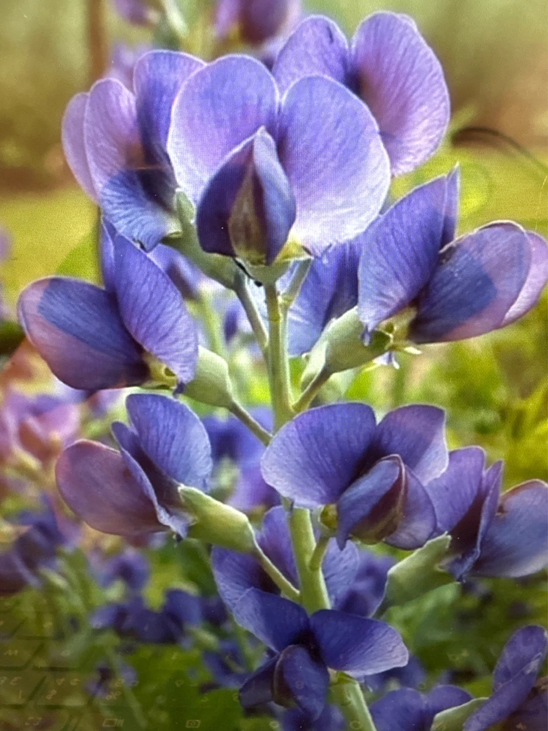 False Indigo