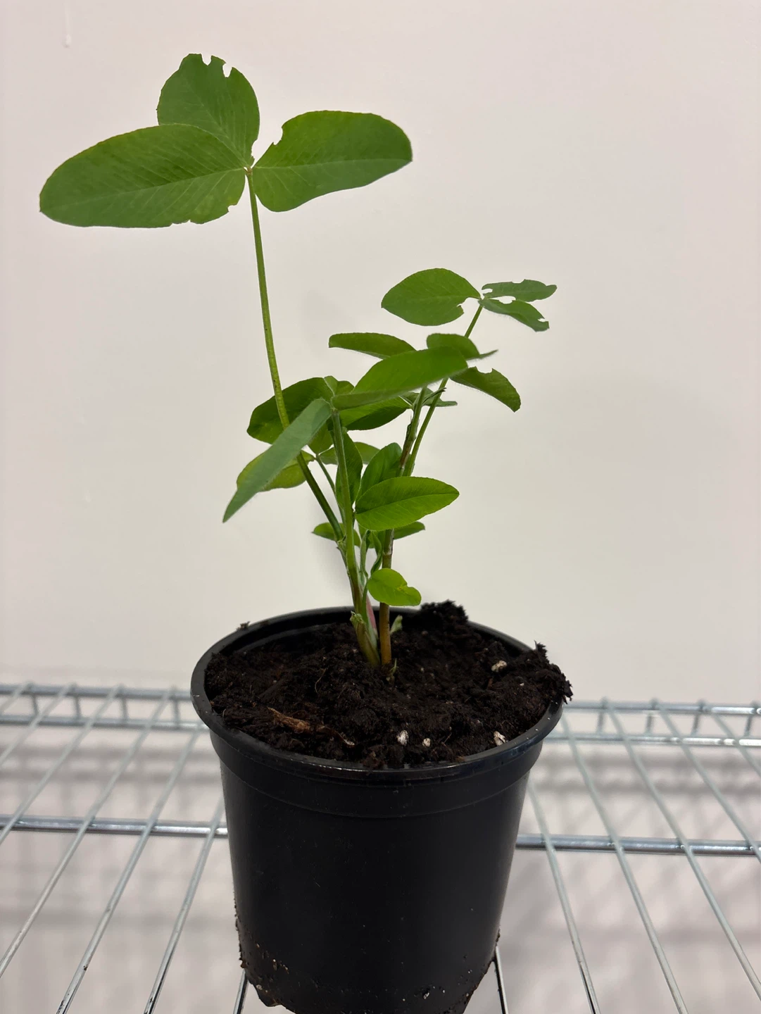 False Indigo - photo 2