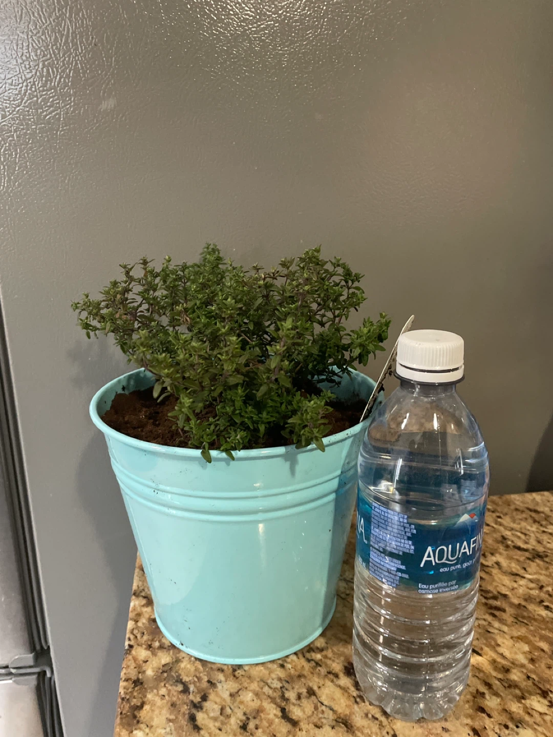 Thyme Plant in Teal Pot - photo 2