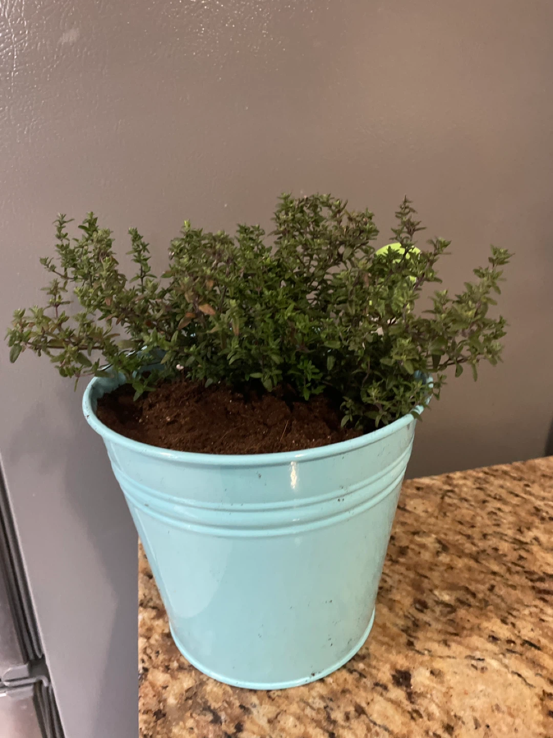 Thyme Plant in Teal Pot