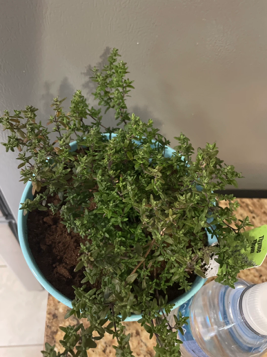Thyme Plant in Teal Pot - photo 3