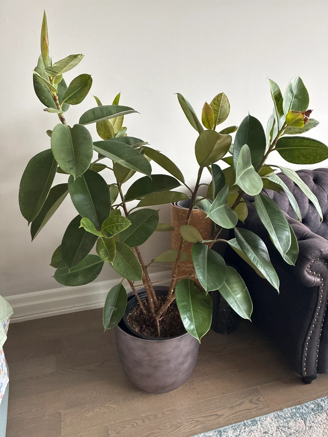 Rubber Plant in Pot